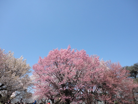 b0060609_0594313.jpg