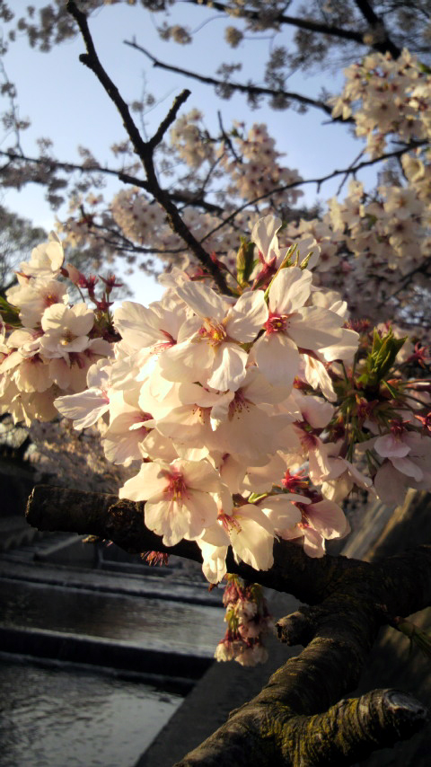 夙川のさくら_f0228011_20341731.jpg