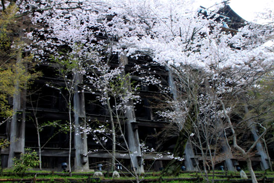 清水寺　さくら満開_e0048413_22371544.jpg