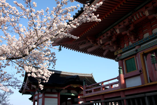 清水寺　さくら満開_e0048413_22375571.jpg