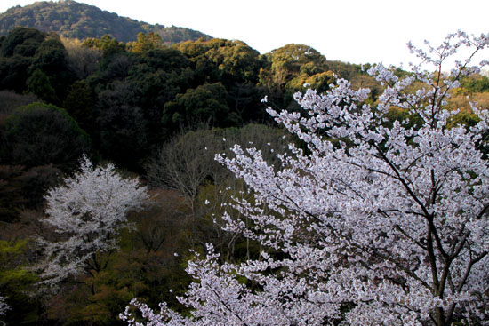 清水寺　さくら満開_e0048413_22382141.jpg