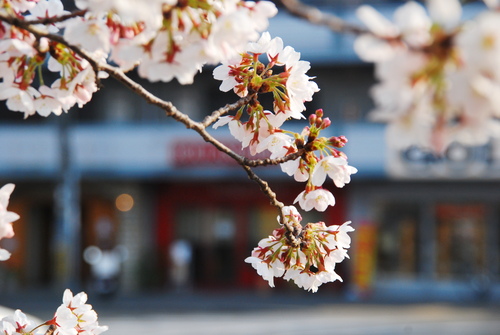 桜色越しの景色に想うこと。_c0116714_9285742.jpg