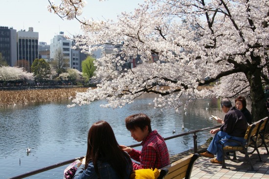 東京　桜めぐり　4_e0175614_16434121.jpg