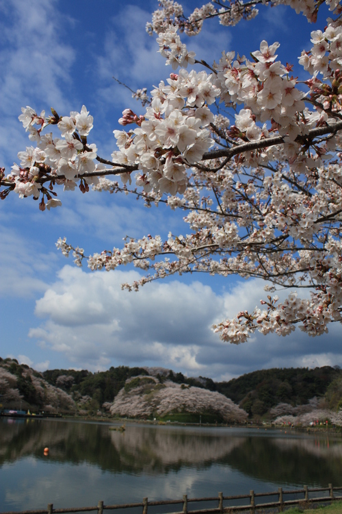 蓮華寺池公園のサクラ～♪_b0093515_7393571.jpg