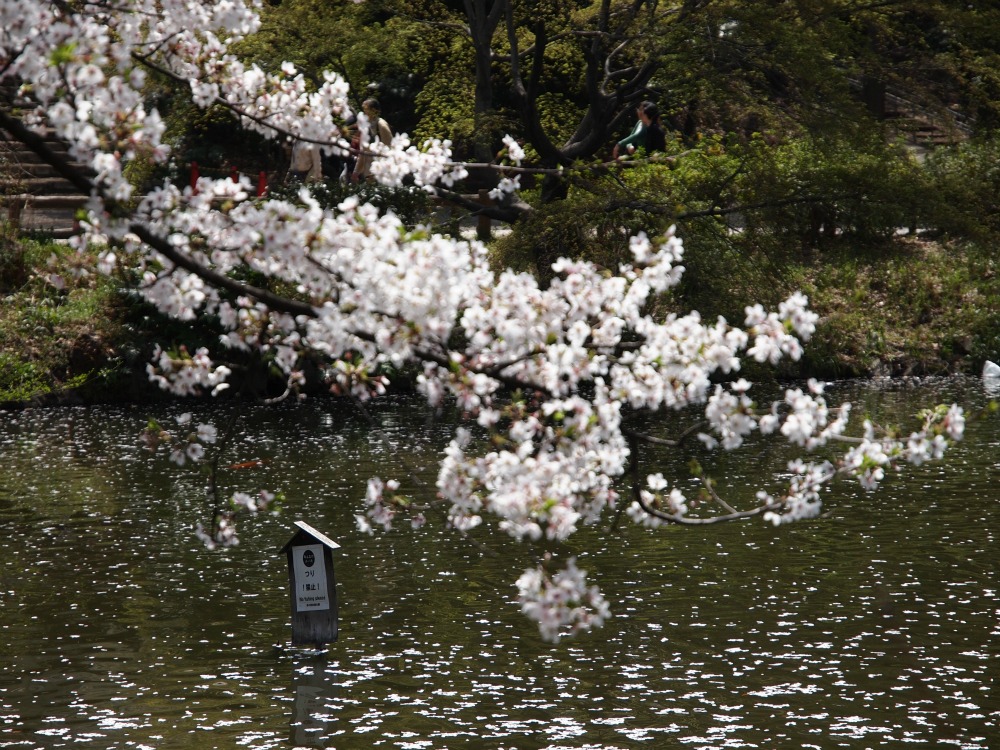 井の頭公園　桜_d0213316_11191690.jpg