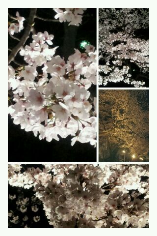 夜桜_d0049817_22185570.jpg