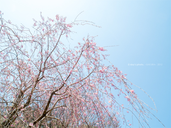 桜景 -2012-_e0117517_0363647.jpg