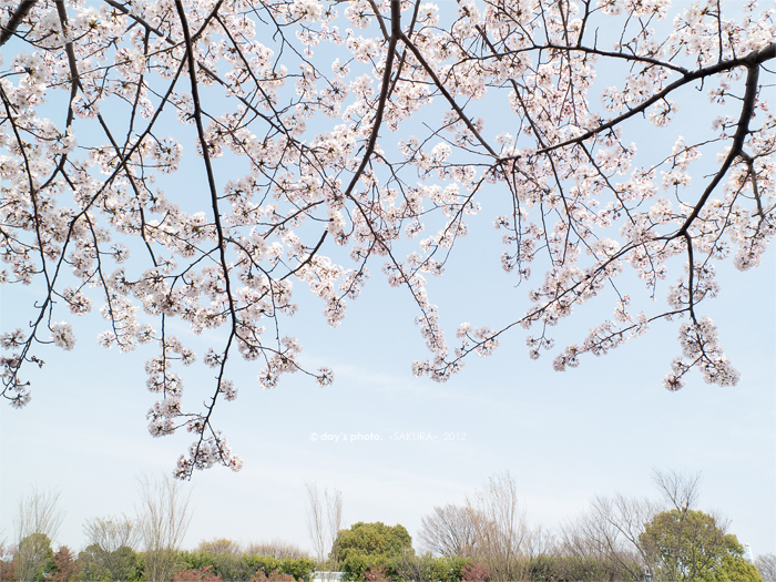 桜景 -2012-_e0117517_0365563.jpg