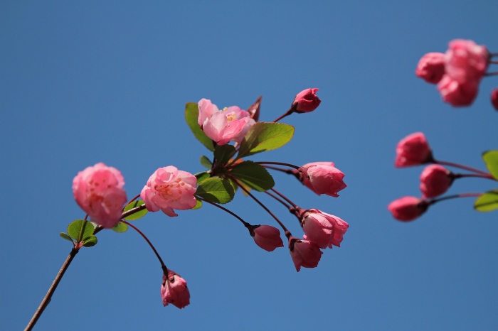 公園の花たち_f0173817_1930821.jpg