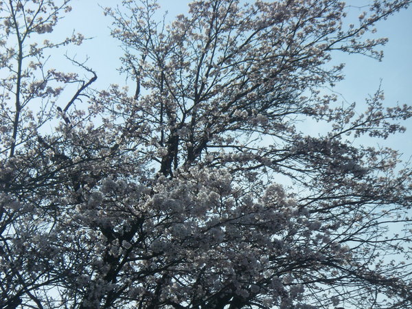 上野池の桜咲きだしました。_a0218118_1739844.jpg