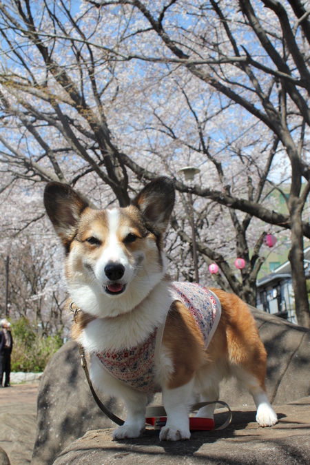 桜が満開だよ～♪_f0155118_10581146.jpg