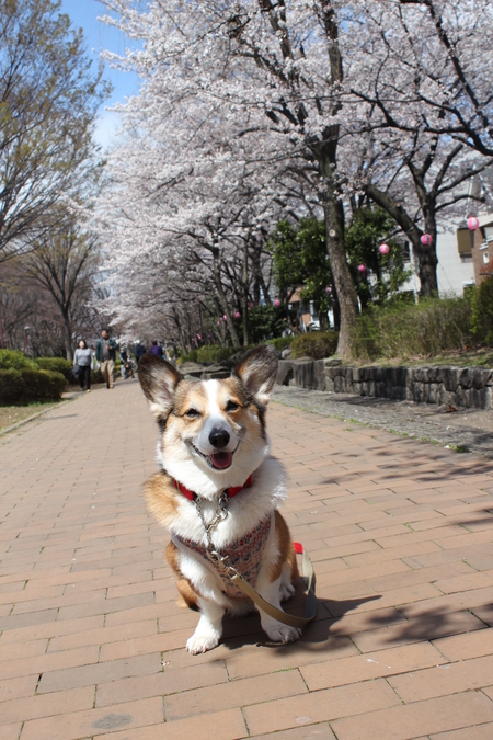 桜が満開だよ～♪_f0155118_10585510.jpg