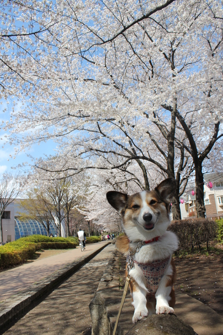 桜が満開だよ～♪_f0155118_10592468.jpg