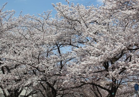 桜が満開だよ～♪_f0155118_10594655.jpg
