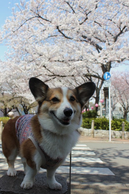 桜が満開だよ～♪_f0155118_110282.jpg