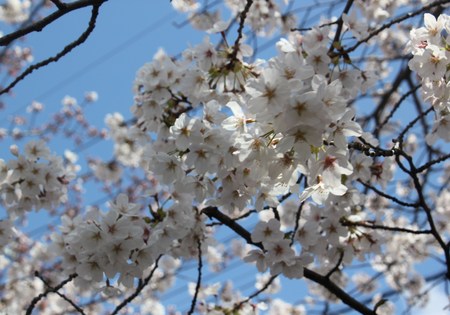 桜が満開だよ～♪_f0155118_111148.jpg