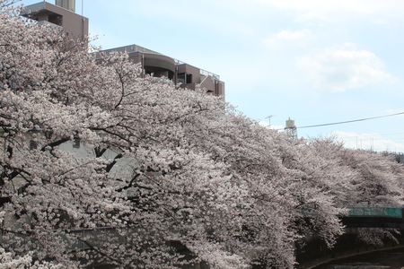 桜が満開だよ～♪_f0155118_1122532.jpg