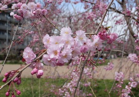 桜が満開だよ～♪_f0155118_1141778.jpg