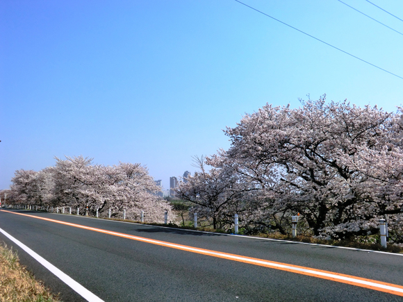 桜・桜・桜吹雪_d0221319_9205050.jpg