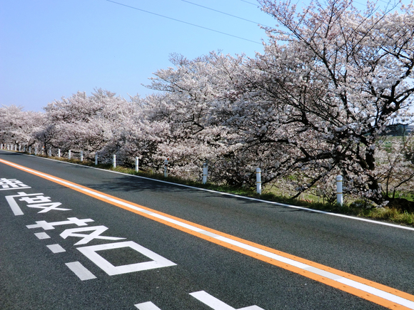 桜・桜・桜吹雪_d0221319_925731.jpg