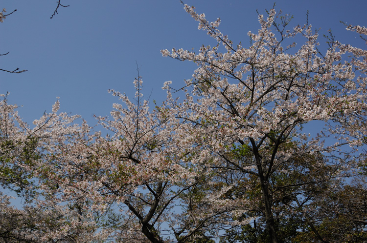 葉桜_b0042220_21264394.jpg