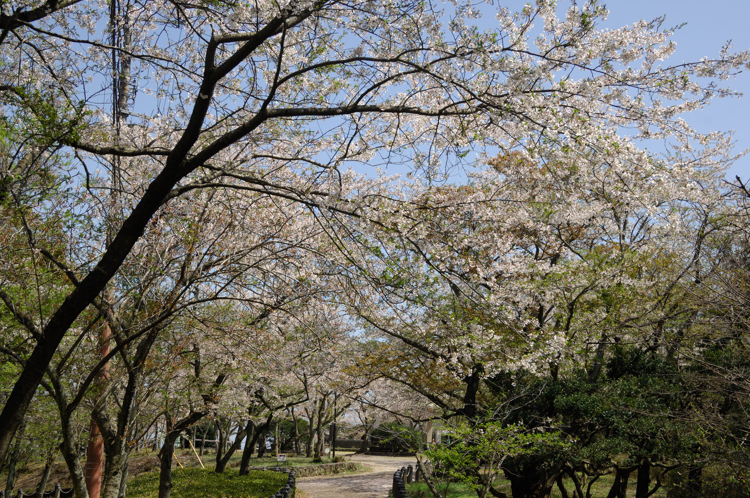 葉桜_b0042220_21265262.jpg