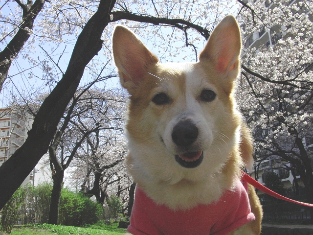 桜満開(´ω｀)　４月６日(金)_c0134720_0414979.jpg