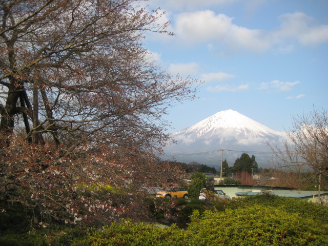 4月12日現在　狩宿下馬桜　開花状況_b0093221_23514019.jpg