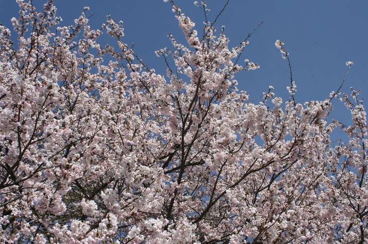 桜_d0025421_1504936.jpg