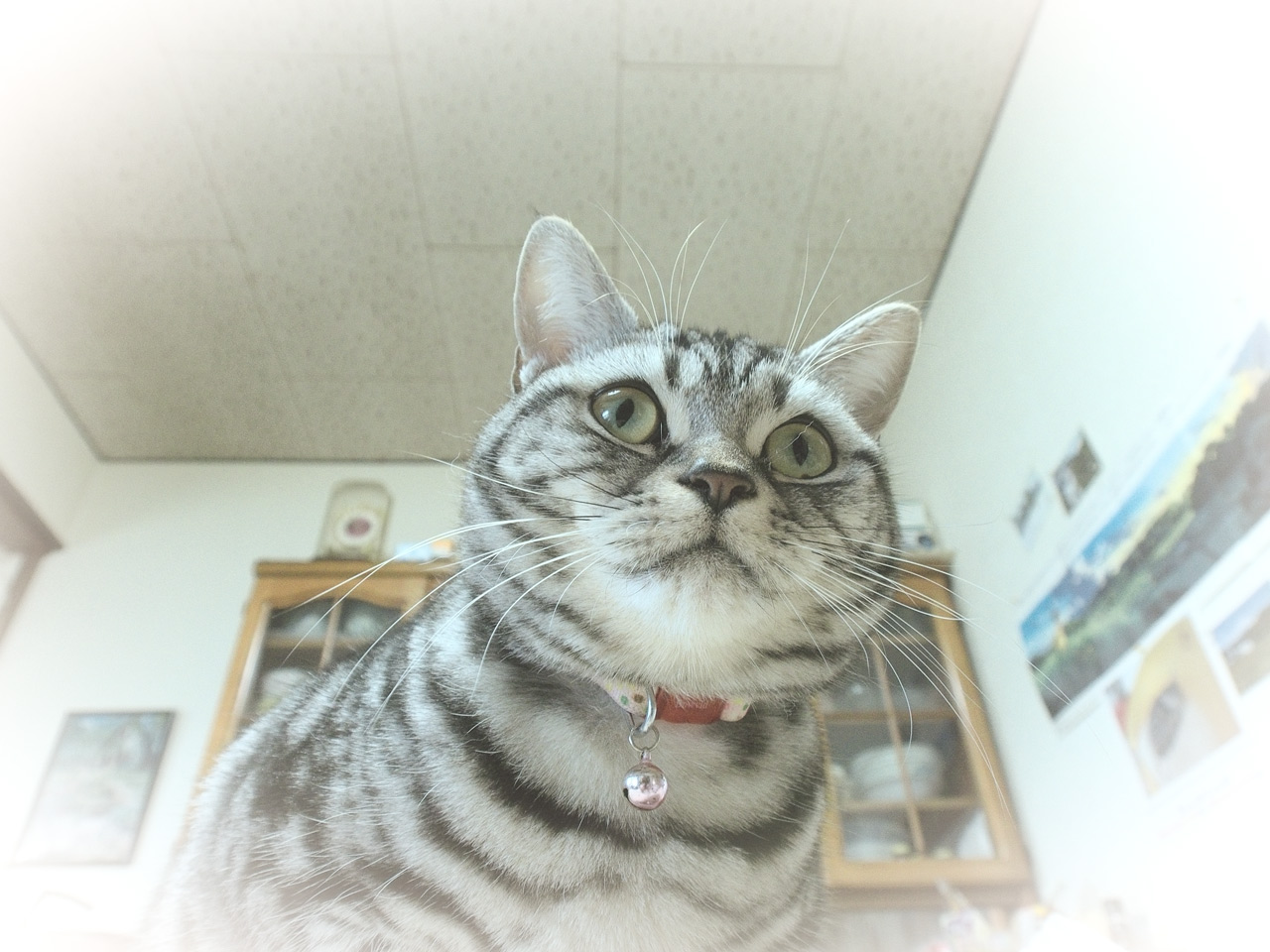 デブ猫 Tom S Starry Sky Landscape デブ猫 Tom S Starry Sky Landscape