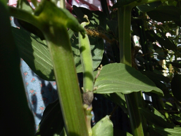 c0246826_157163.jpg