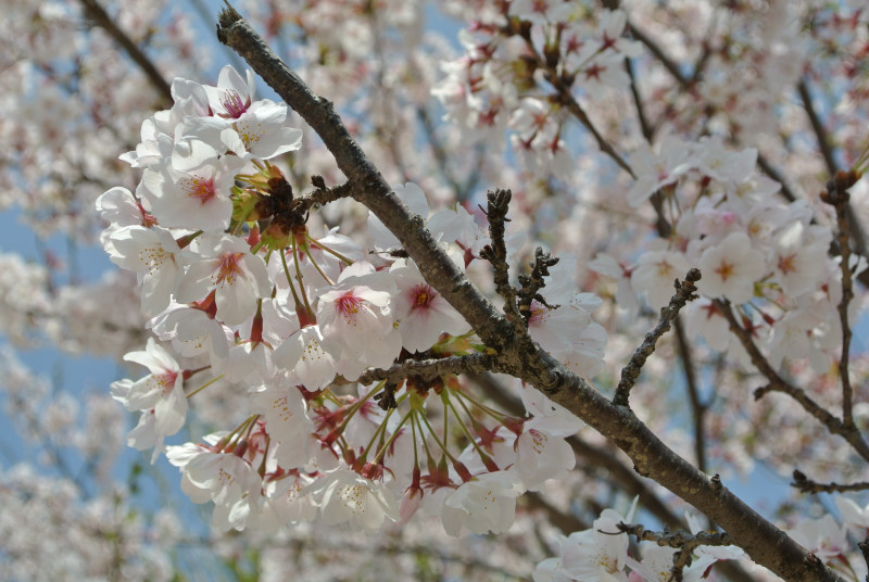 桜は終わりかな？_c0192327_22303989.jpg