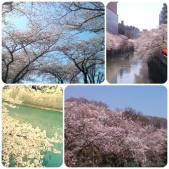 SAKURA_e0145630_114825.jpg