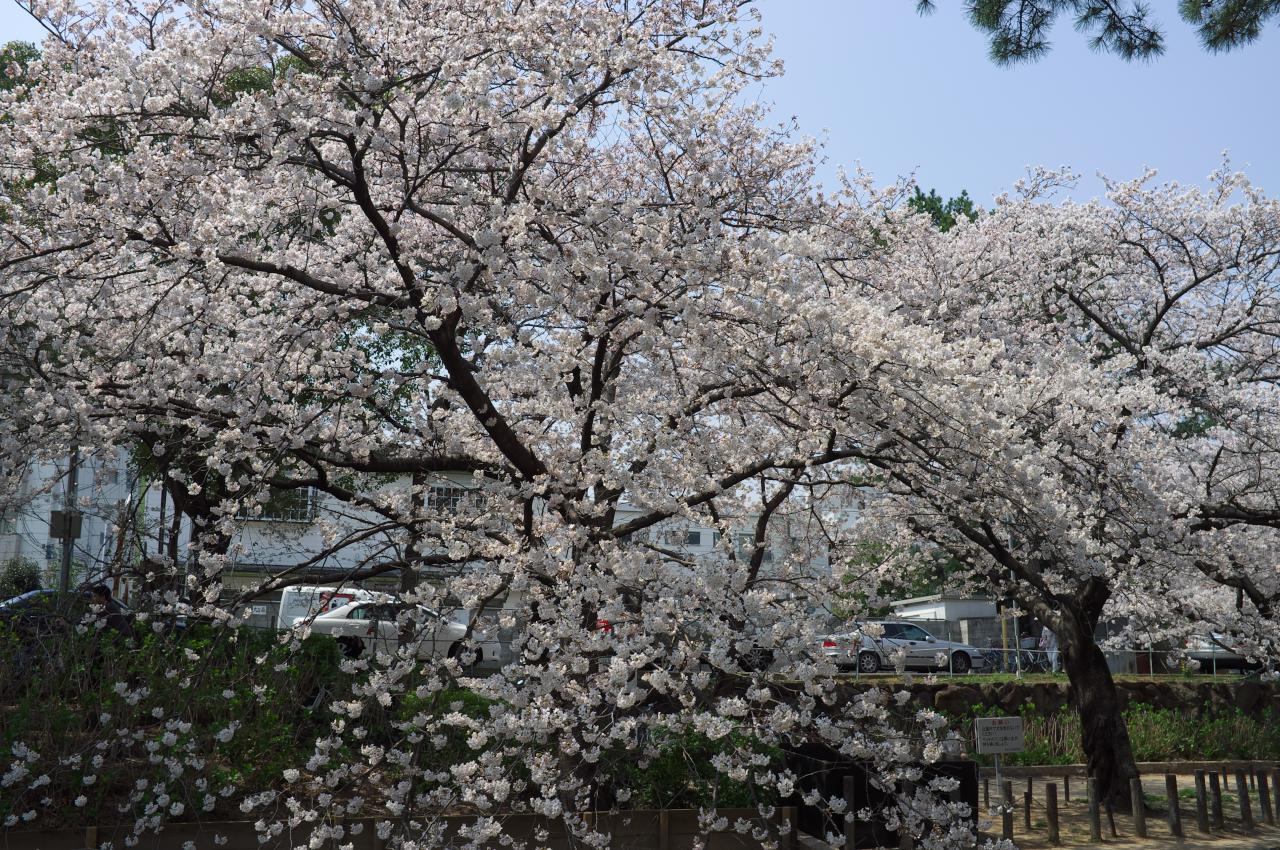 夙川の桜、続々編！_b0160331_16485774.jpg