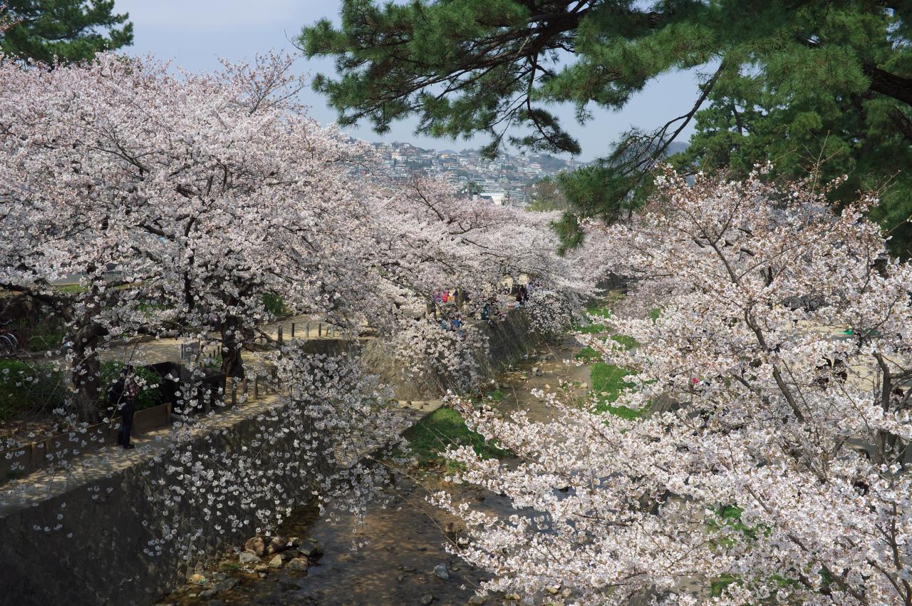夙川の桜、続々編！_b0160331_16493487.jpg
