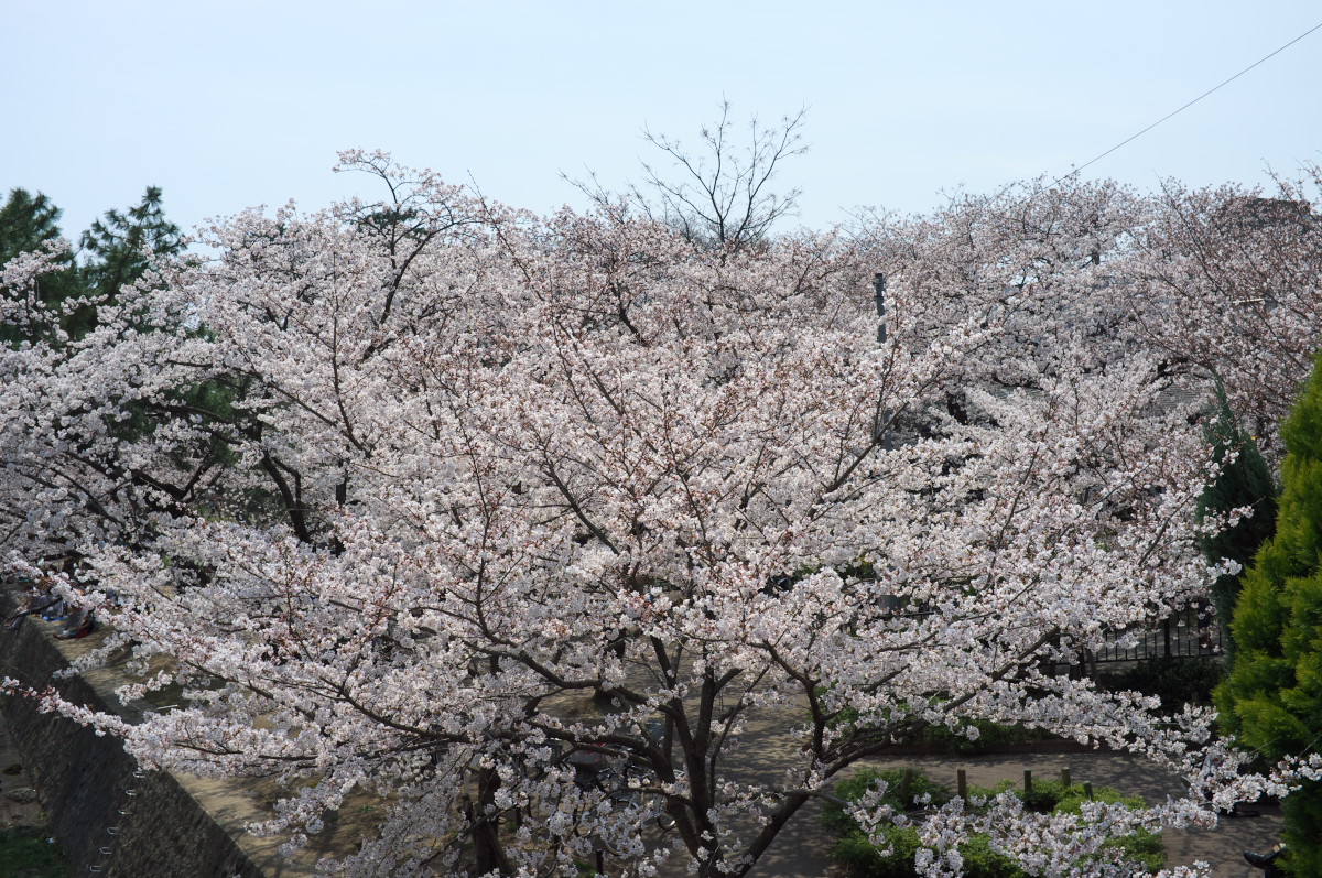 夙川の桜、続々編！_b0160331_1650060.jpg