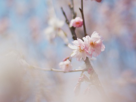 桜撮影_c0077531_22125531.jpg