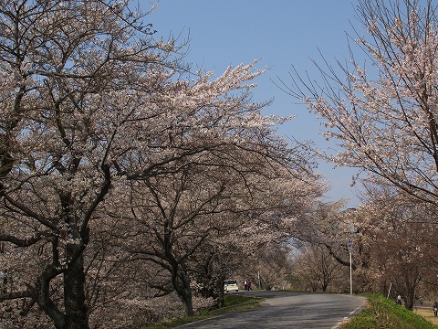 桜撮影_c0077531_22292432.jpg