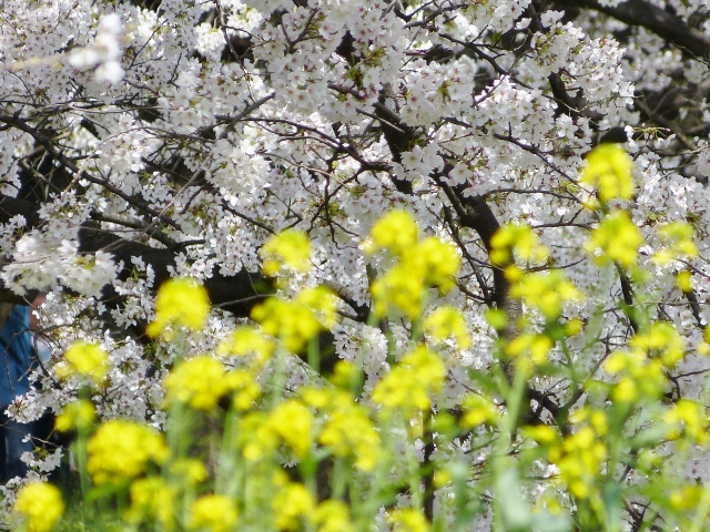 背割りの桜_c0107231_1951444.jpg