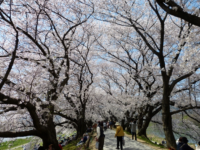 背割りの桜_c0107231_20375234.jpg