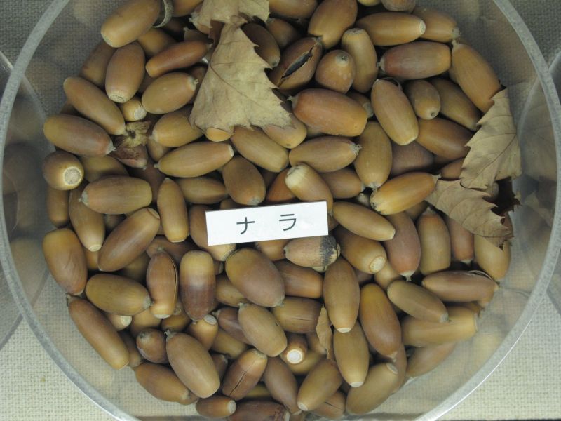 水平対向4気筒自然吸気直噴エンジンの快感を楽しむ_f0076731_21232442.jpg