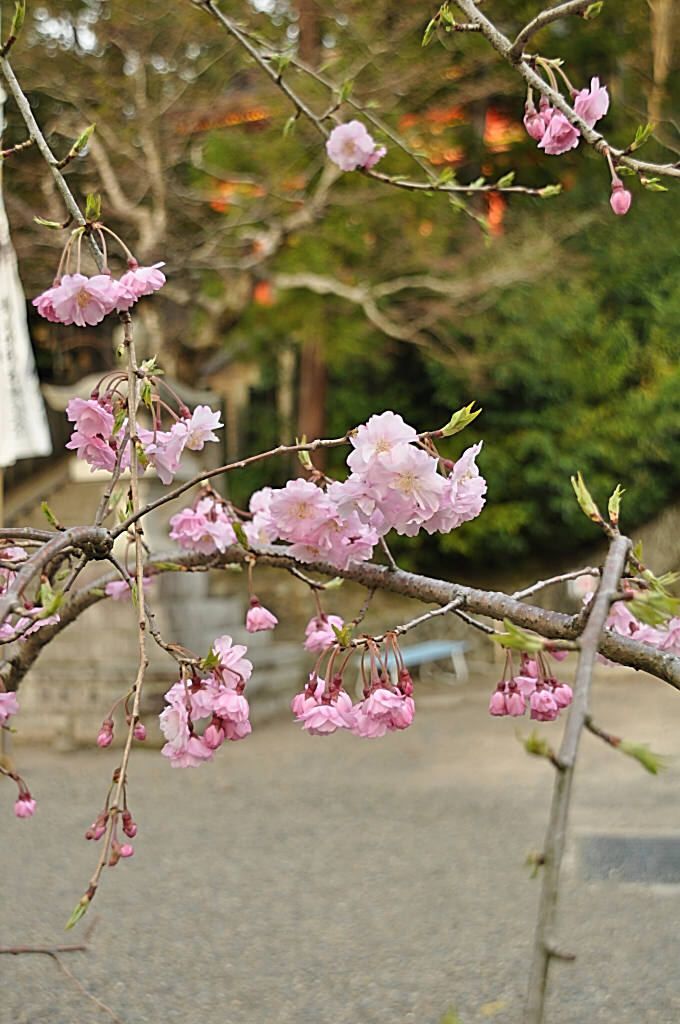 金刃比羅神社のさくら_b0129533_20584081.jpg