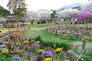 ∵花たちが心をほぐすよう ~別府公園~_d0040733_15475237.jpg