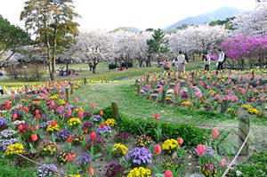 ∵花たちが心をほぐすよう　～別府公園～_d0040733_15475237.jpg