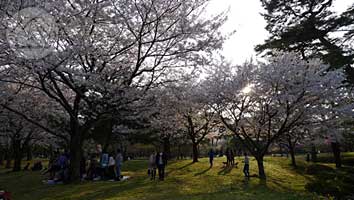 ∵花たちが心をほぐすよう ~別府公園~_d0040733_15491976.jpg