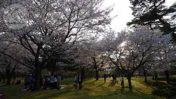 ∵花たちが心をほぐすよう　～別府公園～_d0040733_15491976.jpg