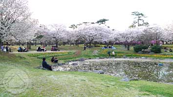 ∵花たちが心をほぐすよう　～別府公園～_d0040733_15495992.jpg