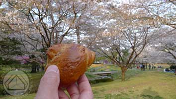 ∵花たちが心をほぐすよう ~別府公園~_d0040733_15532580.jpg