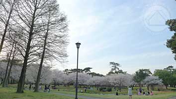 ∵花たちが心をほぐすよう　～別府公園～_d0040733_1554859.jpg