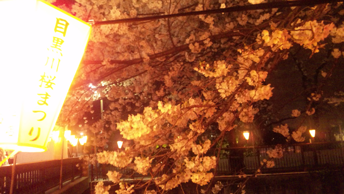 夜のお花見　桜を撮ってみました_f0134538_2582176.jpg